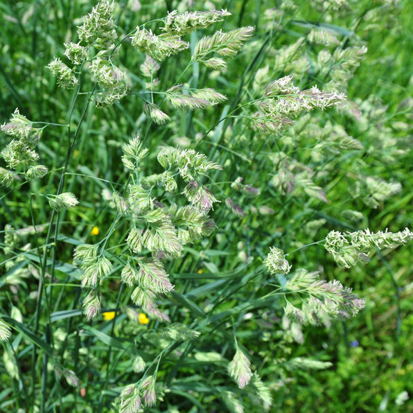 ORCHARD GRASS